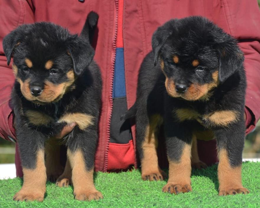 Image of Rottweiler posted on 2022-08-22 04:07:05 from mumbai